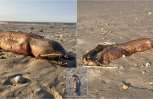 La monstruosa criatura marina que apareció tras el paso del huracán Harvey y nadie sabe qué es