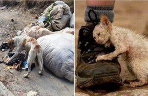 Una petición permitirá que en España las tiendas de mascotas solo vendan animales abandonados
