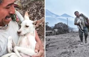 Guatemalteco regresó a su humilde casa en medio de la erupción del volcán para rescatar a su perrita “es un héroe”