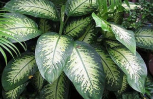 Cuidado con la planta Dieffenbachia en tu hogar