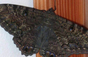 Significado de las mariposas negras en casa