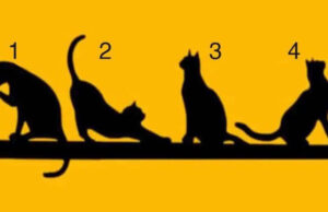 Elige un gatito y descubre lo más importante en tu vida