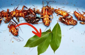 ¿Cucarachas en casa? ¡Remedios para terminar con las cucarachas!