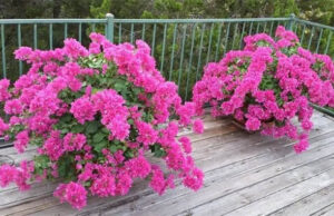 Cómo cultivar buganvillas y hacer que se llene de flores
