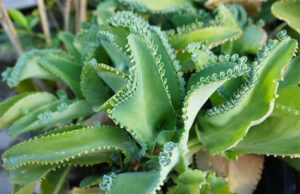 Kalanchoe, la planta que ayuda a combatir muchas enfermedades