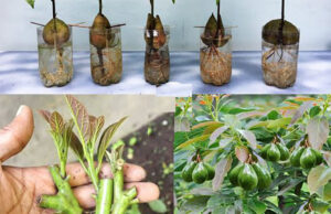 Como cultivar aguacates en casa