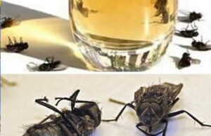 Coloque esto y en dos horas no habrá 1 sola mosca, cucaracha ni mosquito