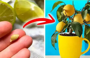 No tires las semillas de limón: así es como se usan para cultivar un árbol de limón