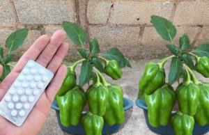 Cómo cultivar pimientos en casa: el secreto para tener una producción abundante