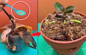 No florecía, con 1 gota se recuperó enseguida: devuelve la vida a cualquier planta
