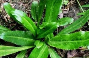 Planta te ayuda con los problemas digestivos