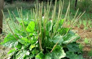 La planta de El Llantén
