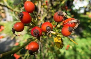 El poder oculto de la rosa silvestre (Rosa canina): sorprendentes beneficios para la salud y cómo utilizarla