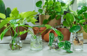 10 hierbas aromáticas que puedes cultivar solo en agua