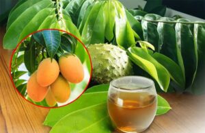 Las hojas de mango y guanábana, milagrosas