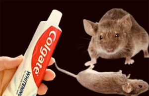 Cómo matar ratas y ratones con pasta de dientes