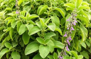 Boldo Depurativo: la planta natural que puede apoyar la salud del hígado